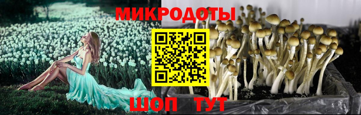 Псилоцибиновые грибы Cubensis  Мценск 